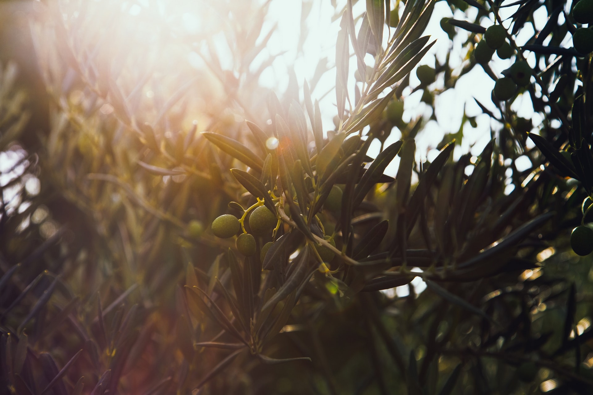 Olive Mornings