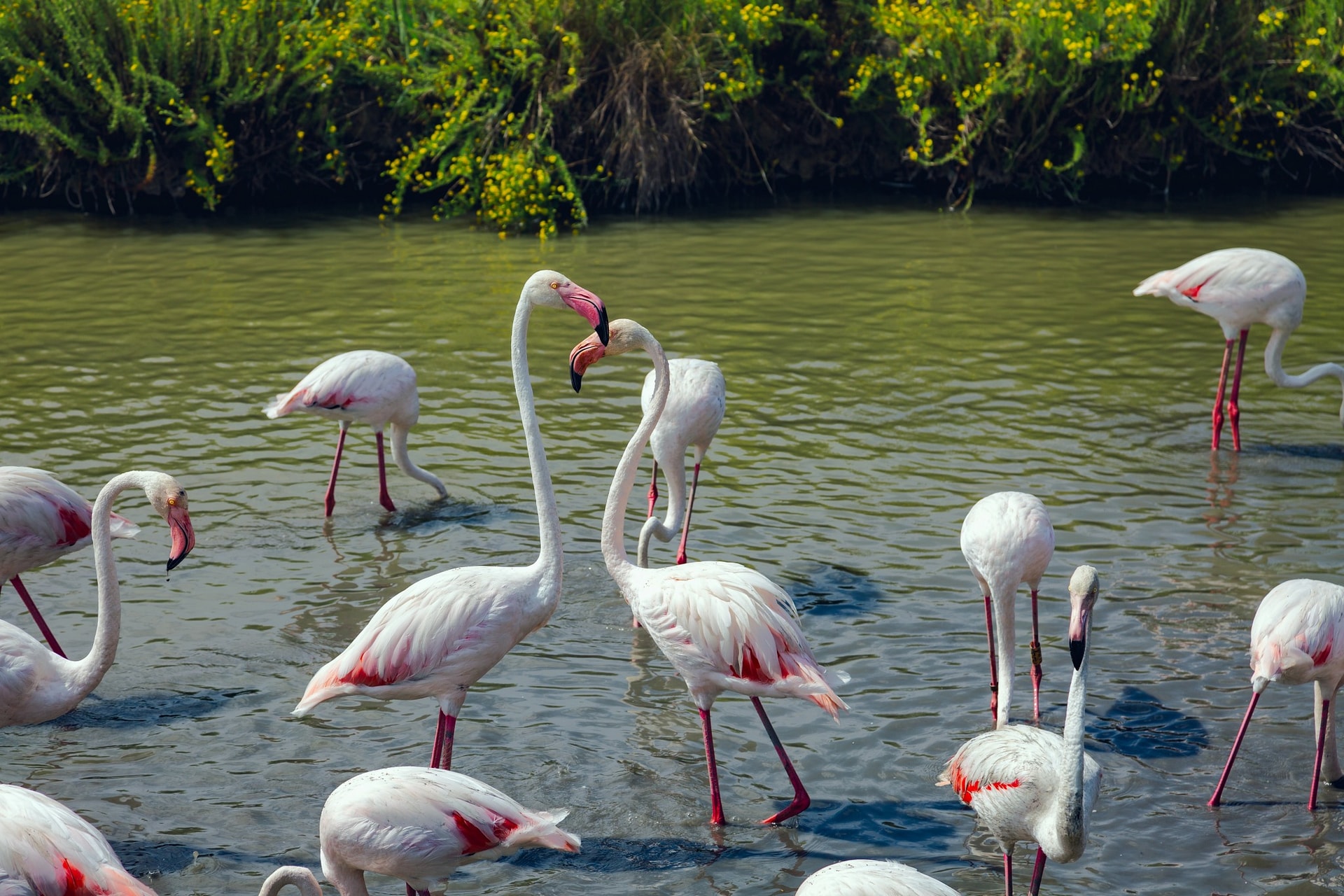 Flamingo Garden