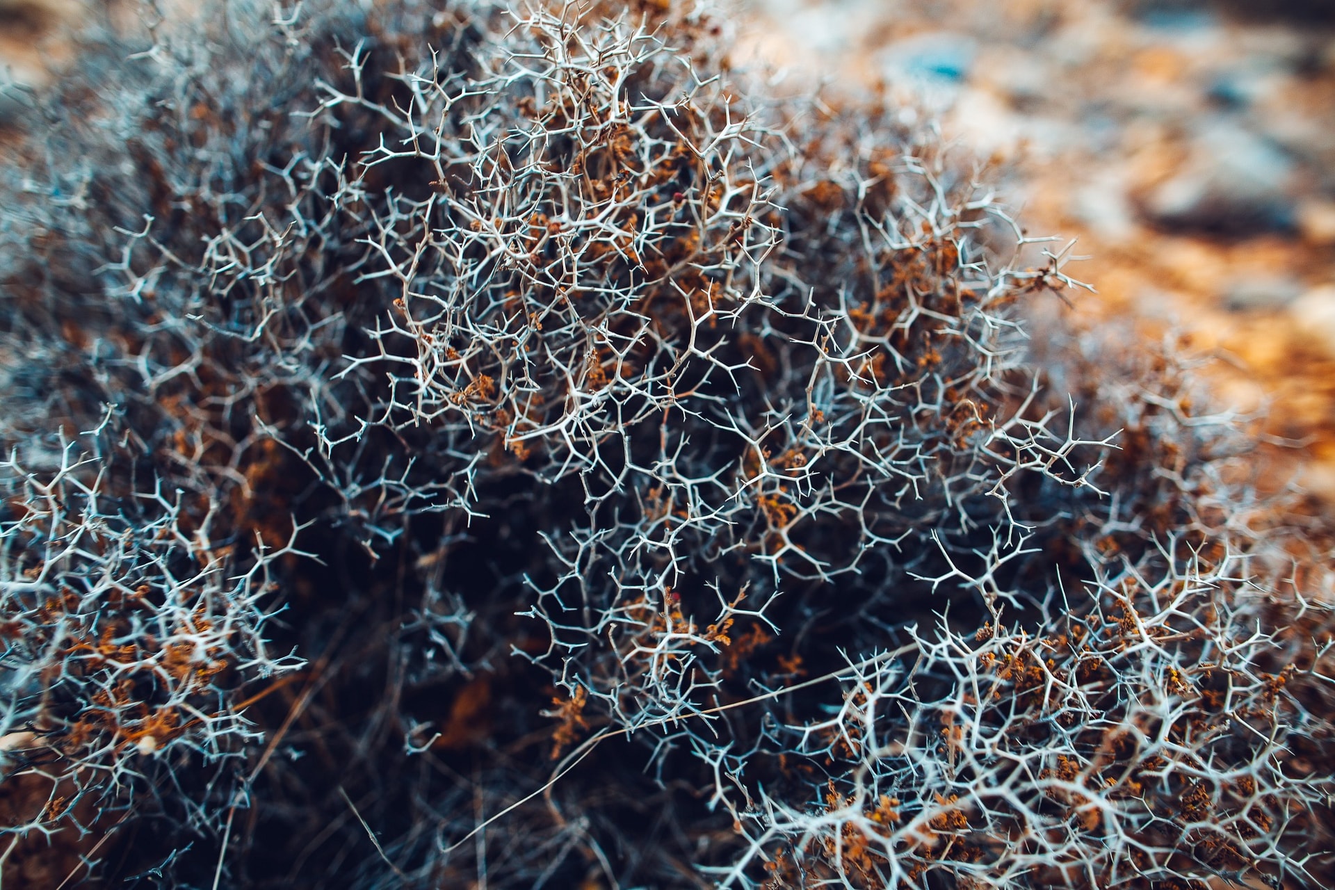 Desert Life