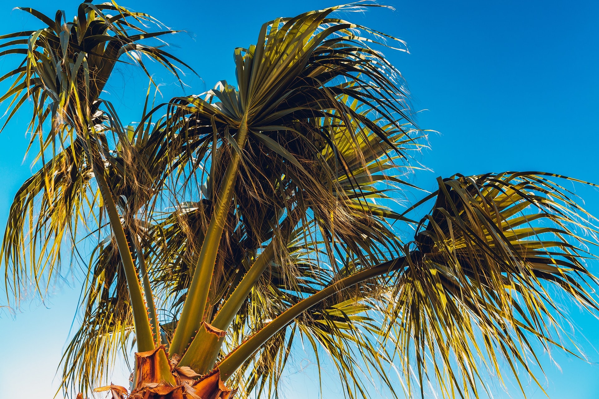 Palms