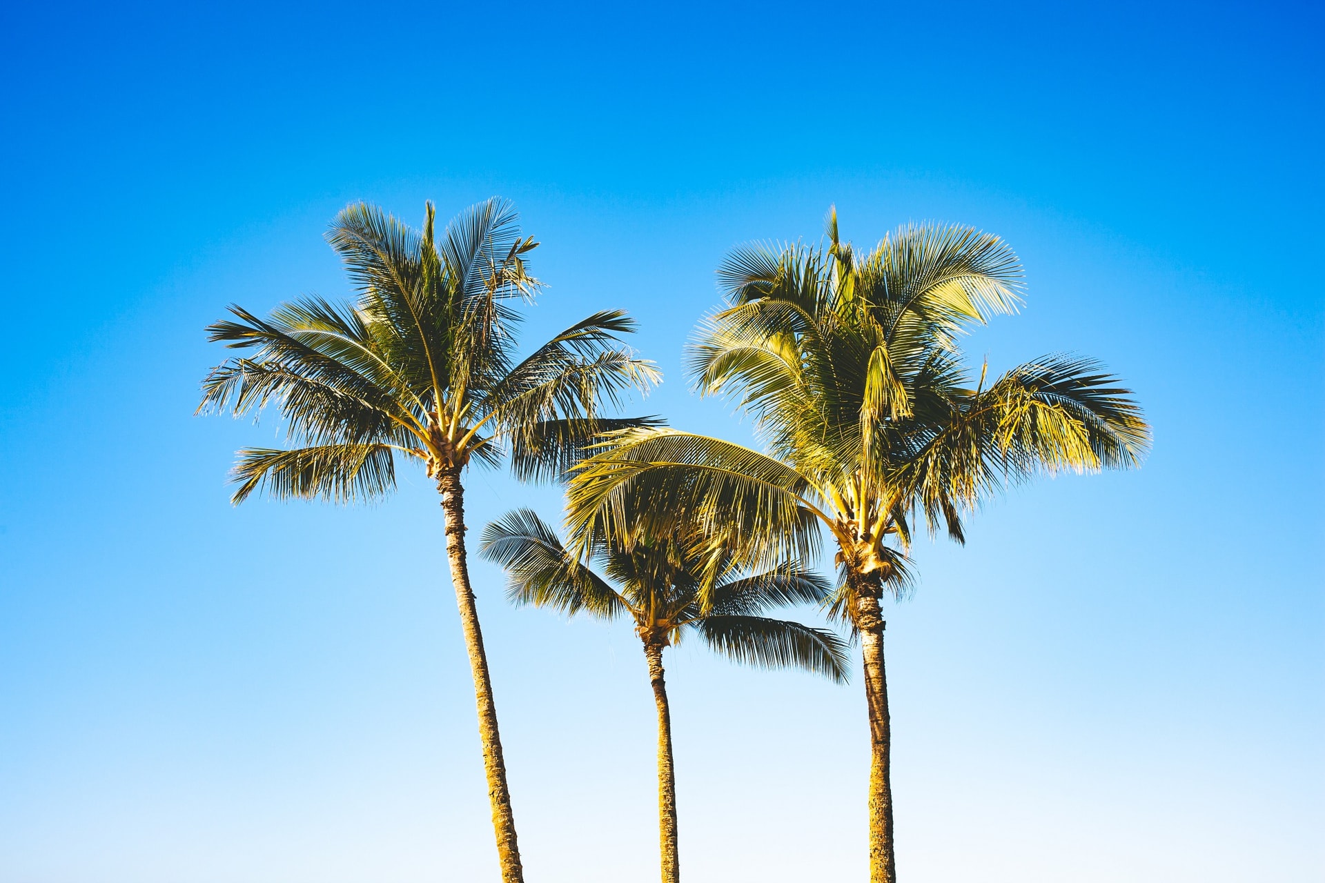 Palms