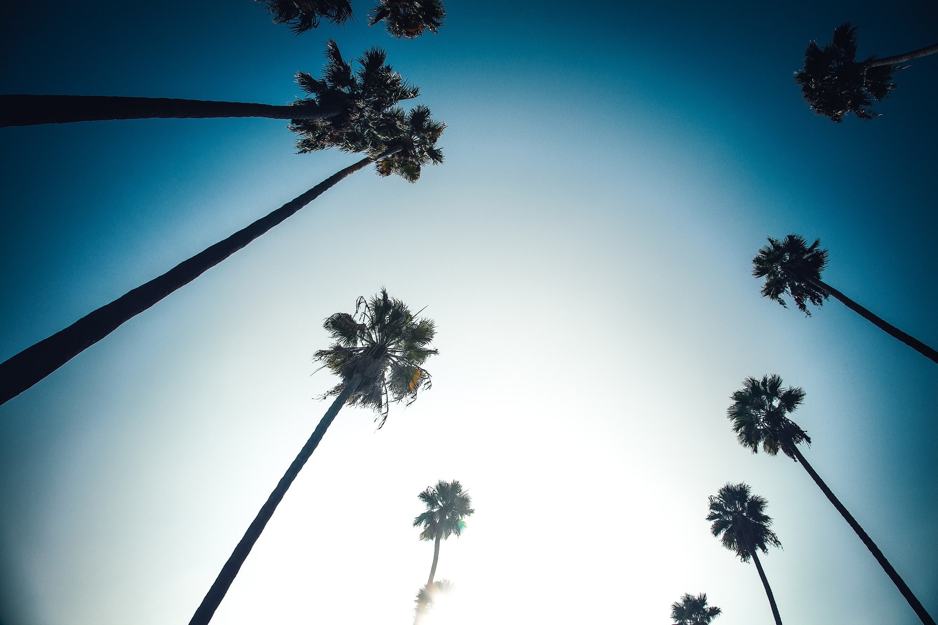 Palms-print-IMG-3077.jpg