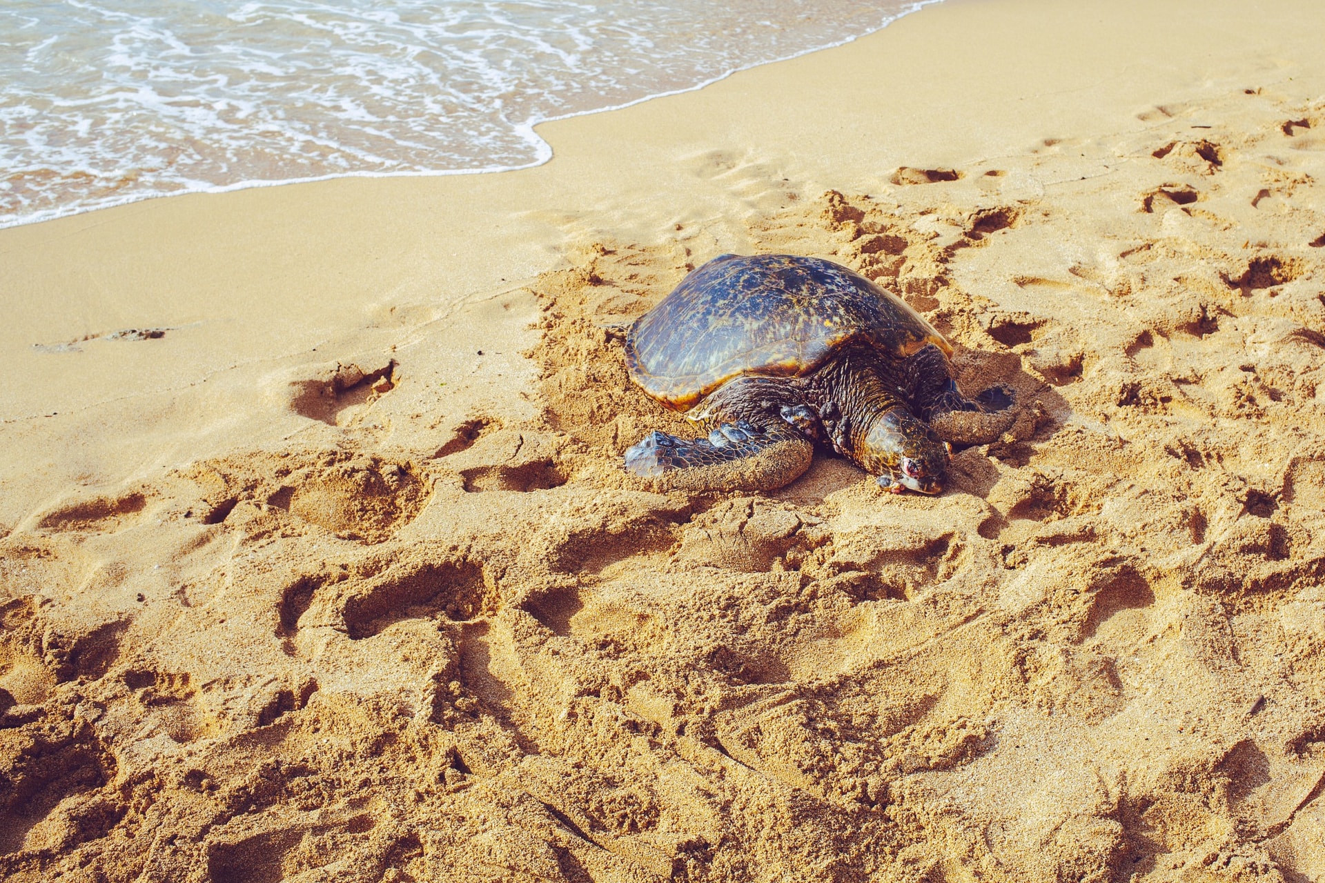 Turtle Beach