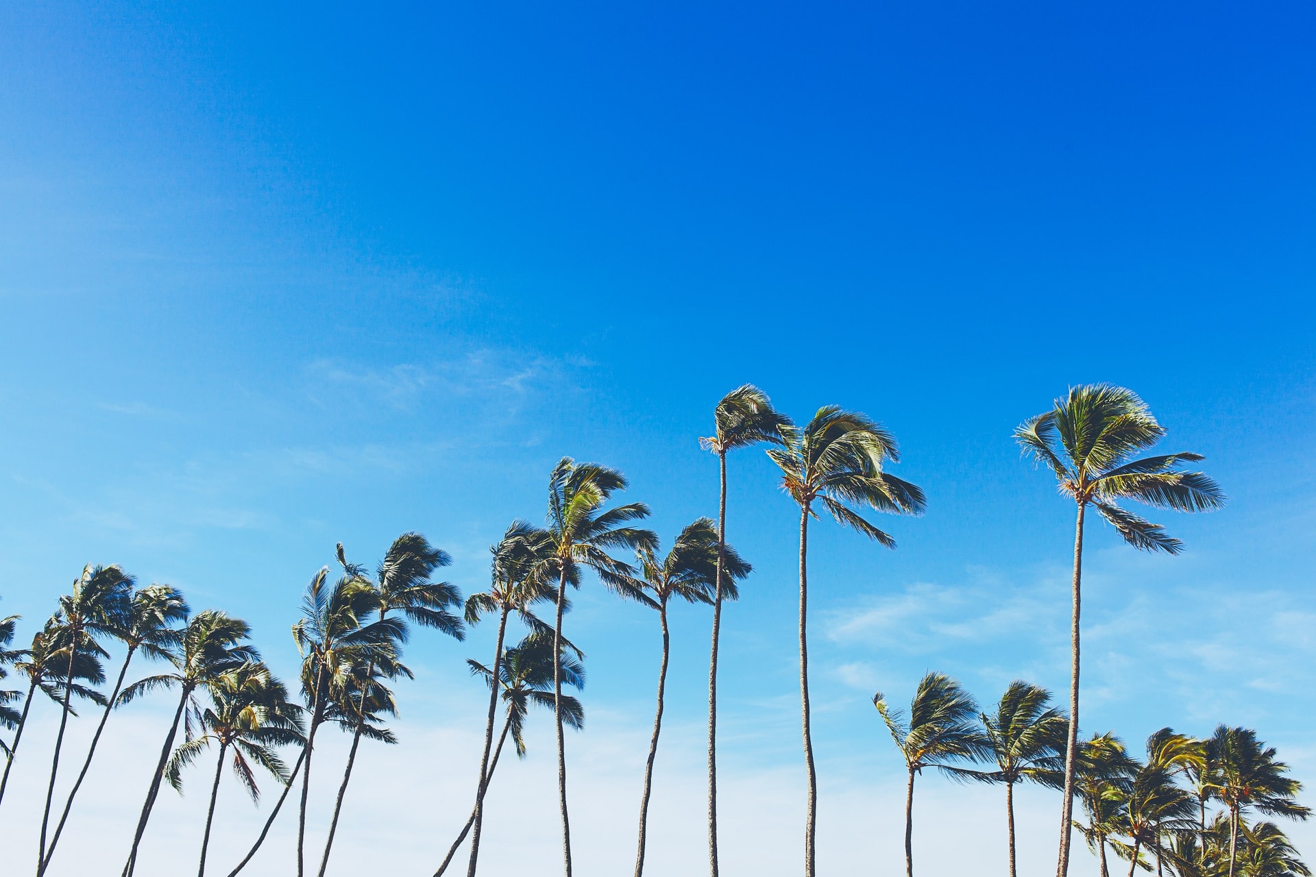 Palms