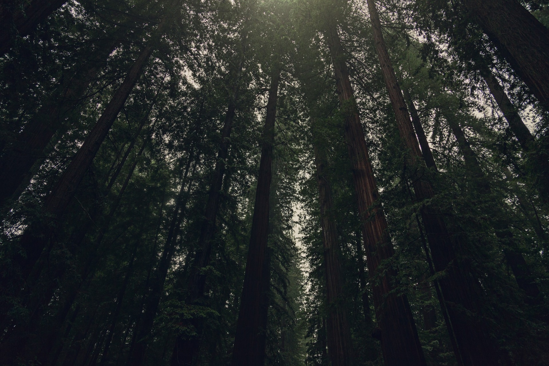 Humboldt Redwoods State Park Canopy