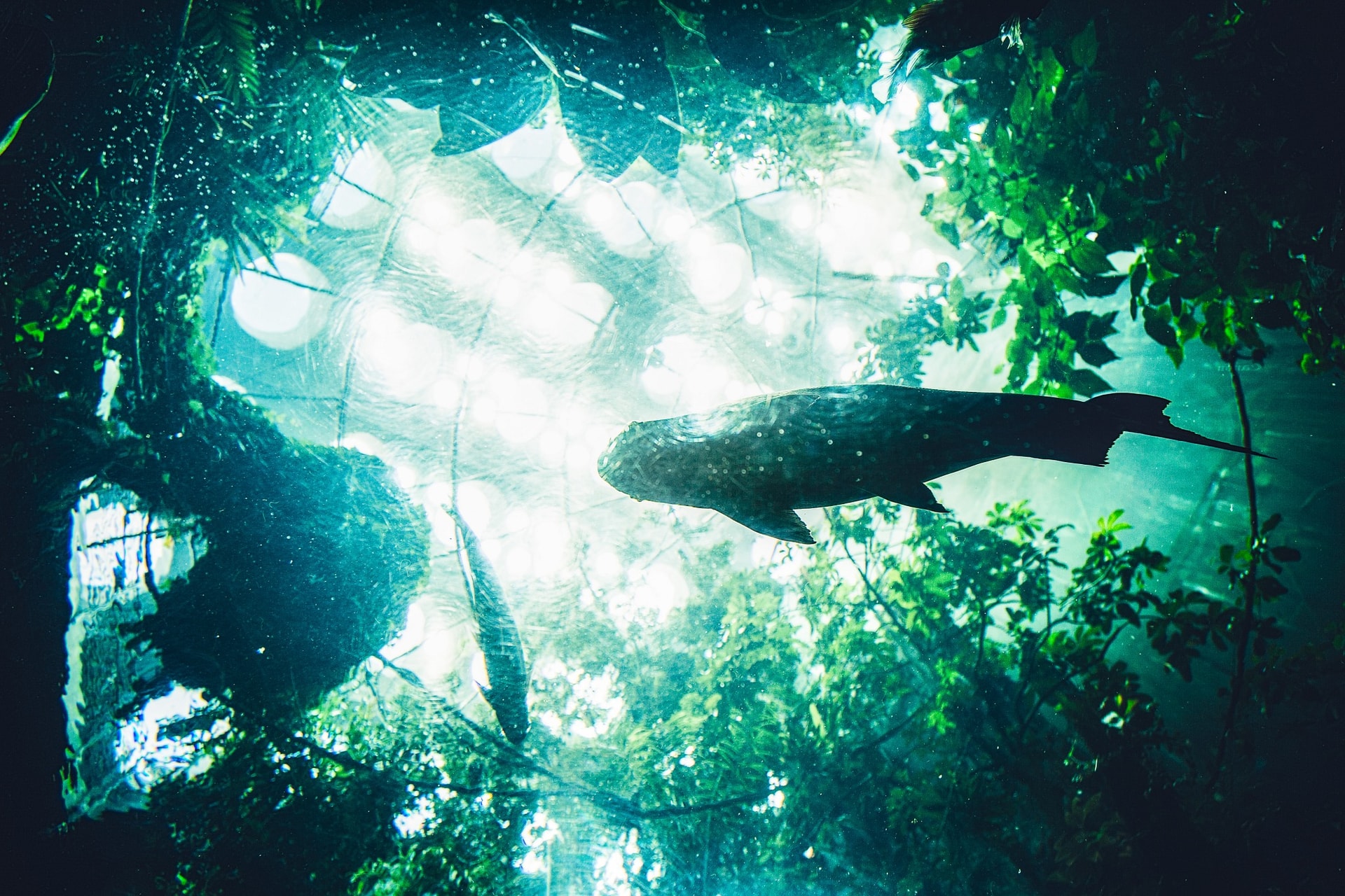 California Academy of Sciences