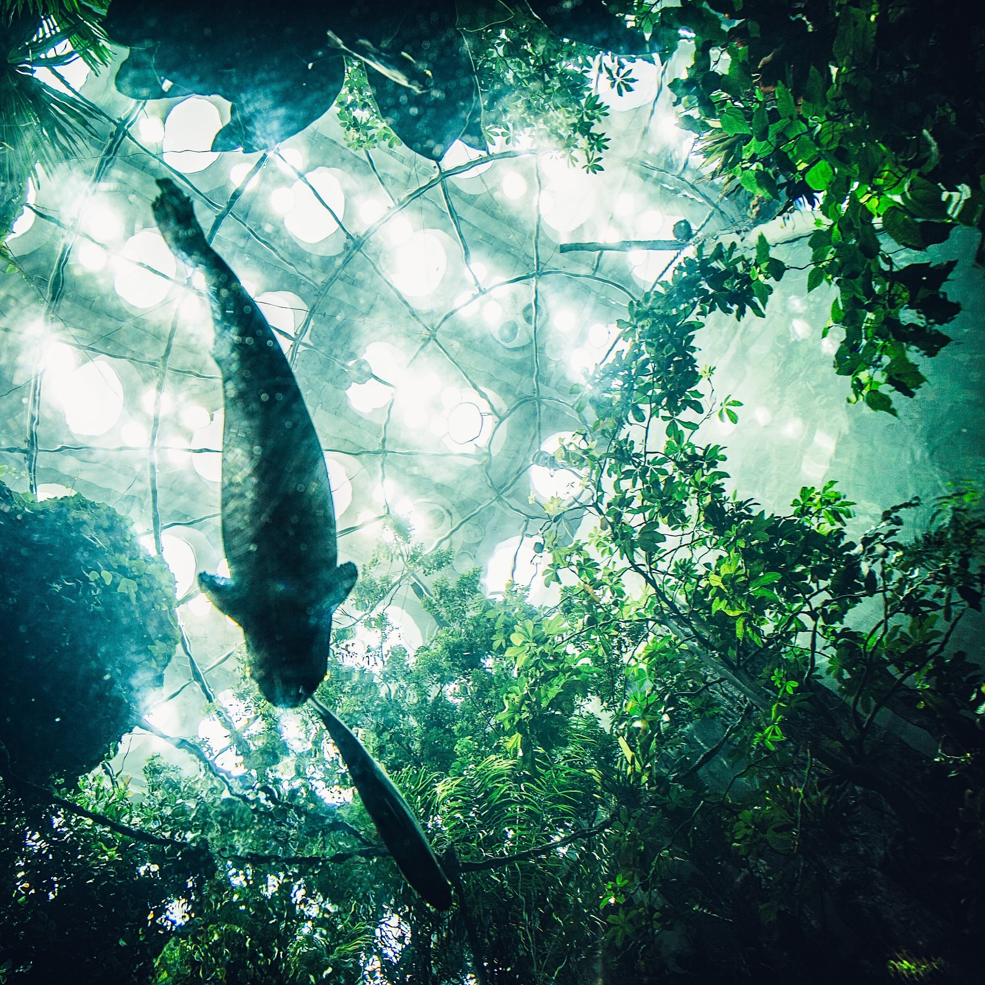 California Academy of Sciences