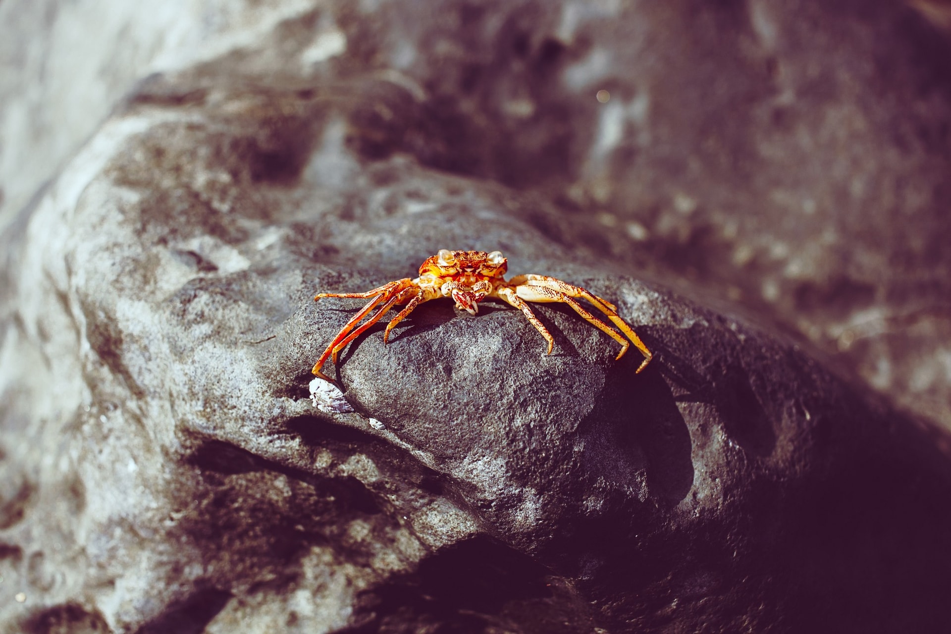 Ghost Crab
