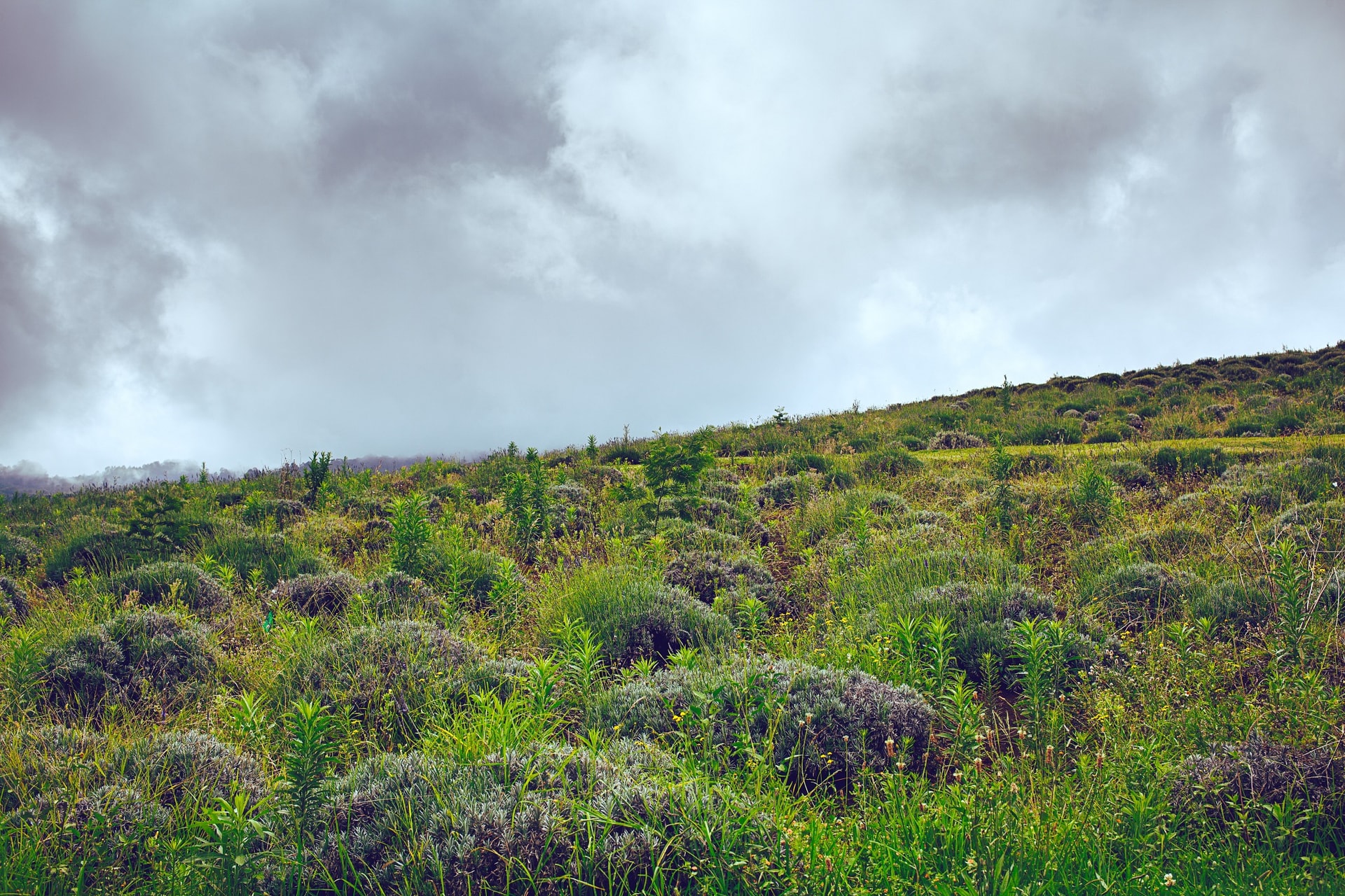 Lavendar Farm