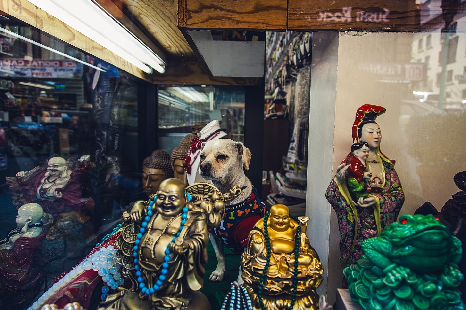 Buddha Dog